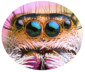 closeup image of a jumping spider's cute big eyed face